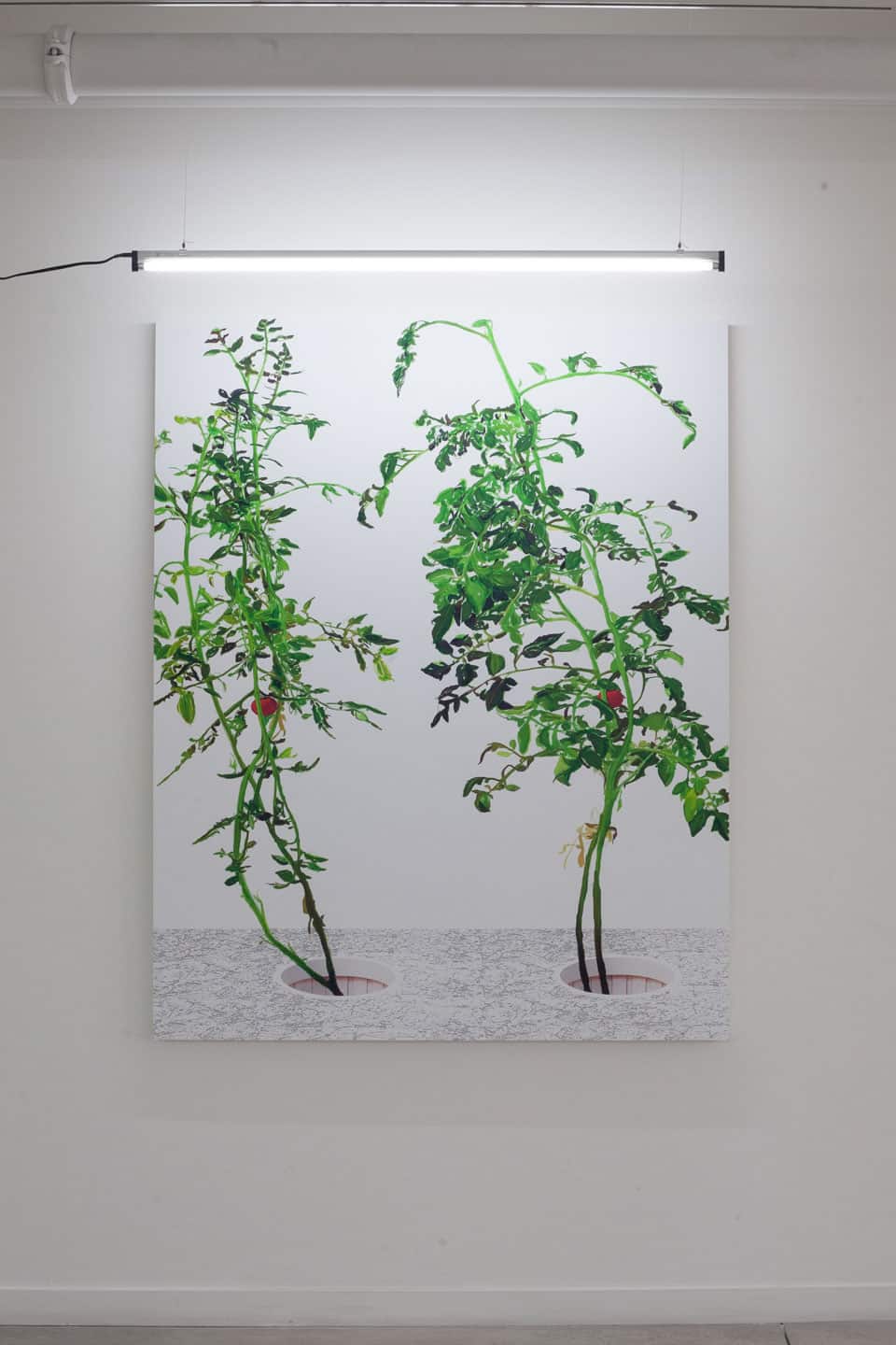 Alex Fischer, VII, 2015,  60×48in giclee on dibond